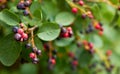 Ripe shadberry berries on branch in the garden, from above