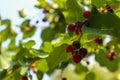 shadberry. a ripe berry on a bush.