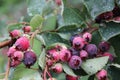 Shadberry with water drop leaves and berrys 20041 Royalty Free Stock Photo