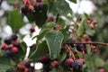 Shadberry with water drop leaves and berrys Royalty Free Stock Photo