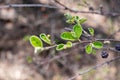 Shadbush branch with opened vegetative buds, young green leaves in the spring day, Amelanchier, close-up, selective