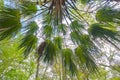 Shade Of A Chinese Fan Palm Royalty Free Stock Photo