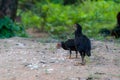 Chick is pecking rice kernels on the ground. Royalty Free Stock Photo