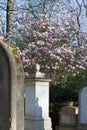 Shade of cross on old marble tombstones over springtime magnolia Royalty Free Stock Photo