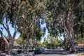 On the shade of the eucalyptus trees in Palo Alto