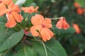 A shade garden classic perennial, impatiens have long been popular for their vigor of blooms and variety of colors.