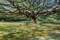 Shade of Giant tree