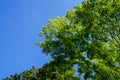 Shade of green maple leaves branches with clear blue sky background on sunshine day, Kurokawa onsen town Royalty Free Stock Photo