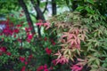 Shade of green and red maple leaves branches with blurred red fl