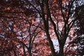 Shade of a large maple tree on a spring morning