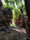 Shade  light trees leaves shadows Royalty Free Stock Photo