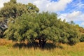 Shade and long grass under a large old olive tree Royalty Free Stock Photo