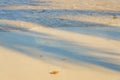 The shade of a palm tree on a tropical beach in the Caribbean Sea in Mexico. Royalty Free Stock Photo