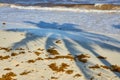 The shade of a palm tree on a tropical beach in the Caribbean Sea in Mexico. Royalty Free Stock Photo