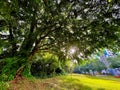 Shade provided by huge fig tree Royalty Free Stock Photo