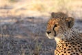 Cheetah mother with a cub resting kalahari desert Royalty Free Stock Photo