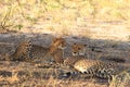 Cheetah mother with a cub resting kalahari desert Royalty Free Stock Photo