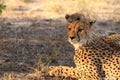 Cheetah mother with a cub resting kalahari desert Royalty Free Stock Photo