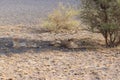 Cheetah mother with two cubs resting kalahari desert Royalty Free Stock Photo