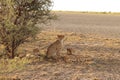 Cheetah mother with two cubs resting kalahari desert Royalty Free Stock Photo