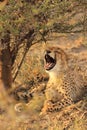 Wild sleepy cheetah cub resting in the shade and yawn