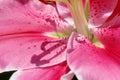 Shade of stamens on lily flower