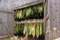 Shade Tobacco Drying in Barn