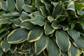 Shade-tolerant plant with decorative green-yellow leaves, can be used as a natural background Royalty Free Stock Photo