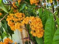 A shade tree is called Saraca indica. Bouquets of orange-red flowers are present.