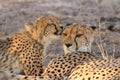 Wild cheetah cub licking his mother, kalahari desert, botswana