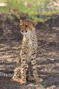 Wild cheetah cub sitting upright in the shade, kalahari desert, botswana
