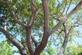 Shade tree interior