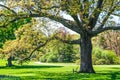 Shade Tree in Park Royalty Free Stock Photo