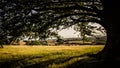 In the shade of a tree during spring in the english countryside