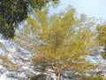 Shade trees in city park areas