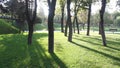 Shade trees on grass