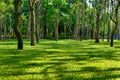 Shade trees in a park.