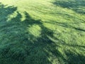 Shade trees park fresh green grass lawn sunshine backyard shadow mowing gardening yard landscaping background afternoon sunny tree Royalty Free Stock Photo