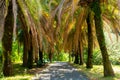 The shade of trees such as palm trees or others green plants in the park with the concrete walkway and benches Royalty Free Stock Photo
