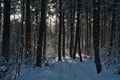 In the shade under the crowns of a winter pine forest.