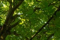 In the shade of a Walnut tree Royalty Free Stock Photo