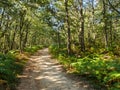 Shaded camino track - Fuente de Mojapan