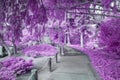 Shaded Canopy Path of Foliage in Infrared Color