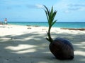 Shaded Coral Beach Coconut SE Asia Royalty Free Stock Photo