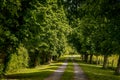 Idyllic tree lined country lane.