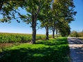 A Shaded Country Road