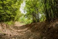 Shaded countryside footpath in bamboo on late spring day Royalty Free Stock Photo