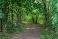 Shaded dirt path in the woods lined with different trees Royalty Free Stock Photo