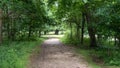 Shaded dirt path through the woods lined with grasses and trees Royalty Free Stock Photo