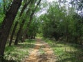 SHADED DIRT TRACK UNDER LARGE POPLAR TREES Royalty Free Stock Photo